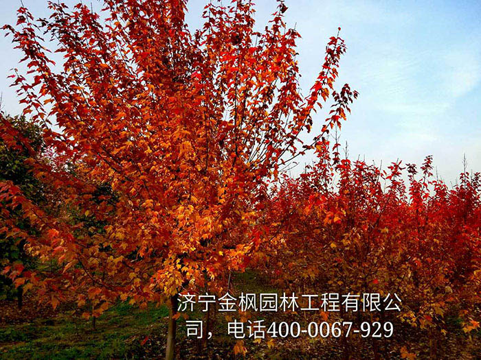 購買我們紅楓具體流程是怎么進行的